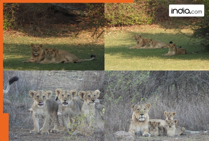 QT-lions-BEFUN.jpg