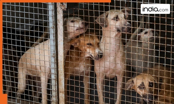 Strays-1.jpg
