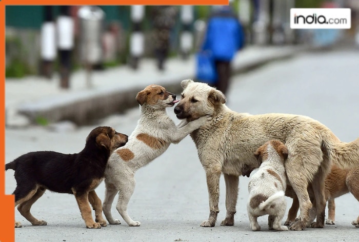 Street-dogs-File-image.png